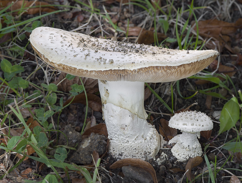 Amanita echinocephala